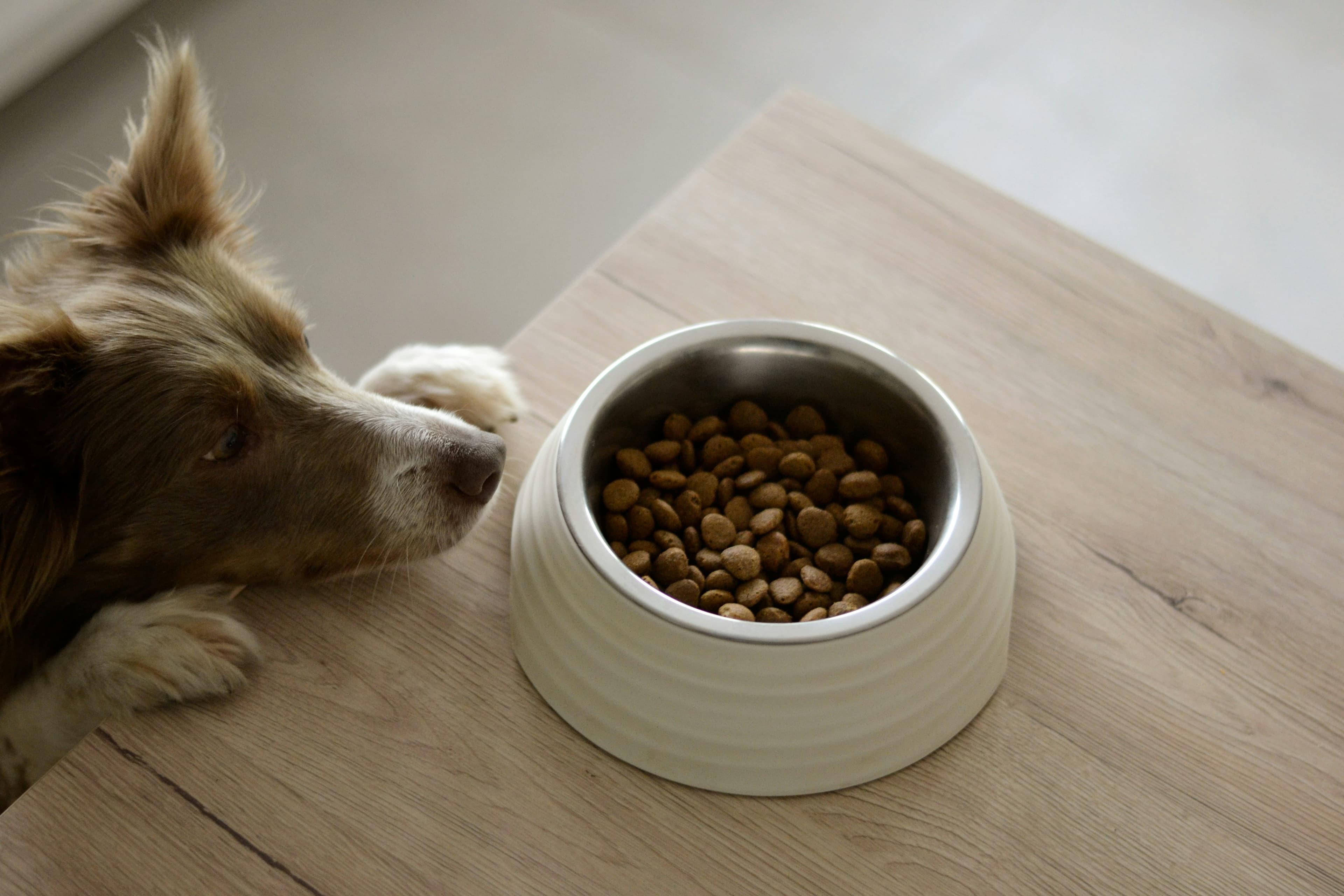 Chien observant sa gamelle de croquettes